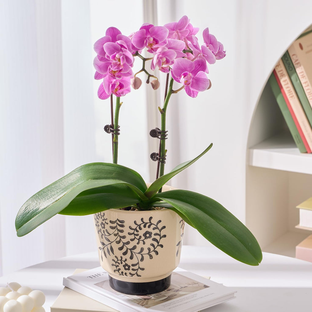 Ceramic Planters for Indoor Plants, Small Plant Pots with Drainage, Unique Decorative Cute Flower Pot Panthers Round Flowerpots 5 Inch