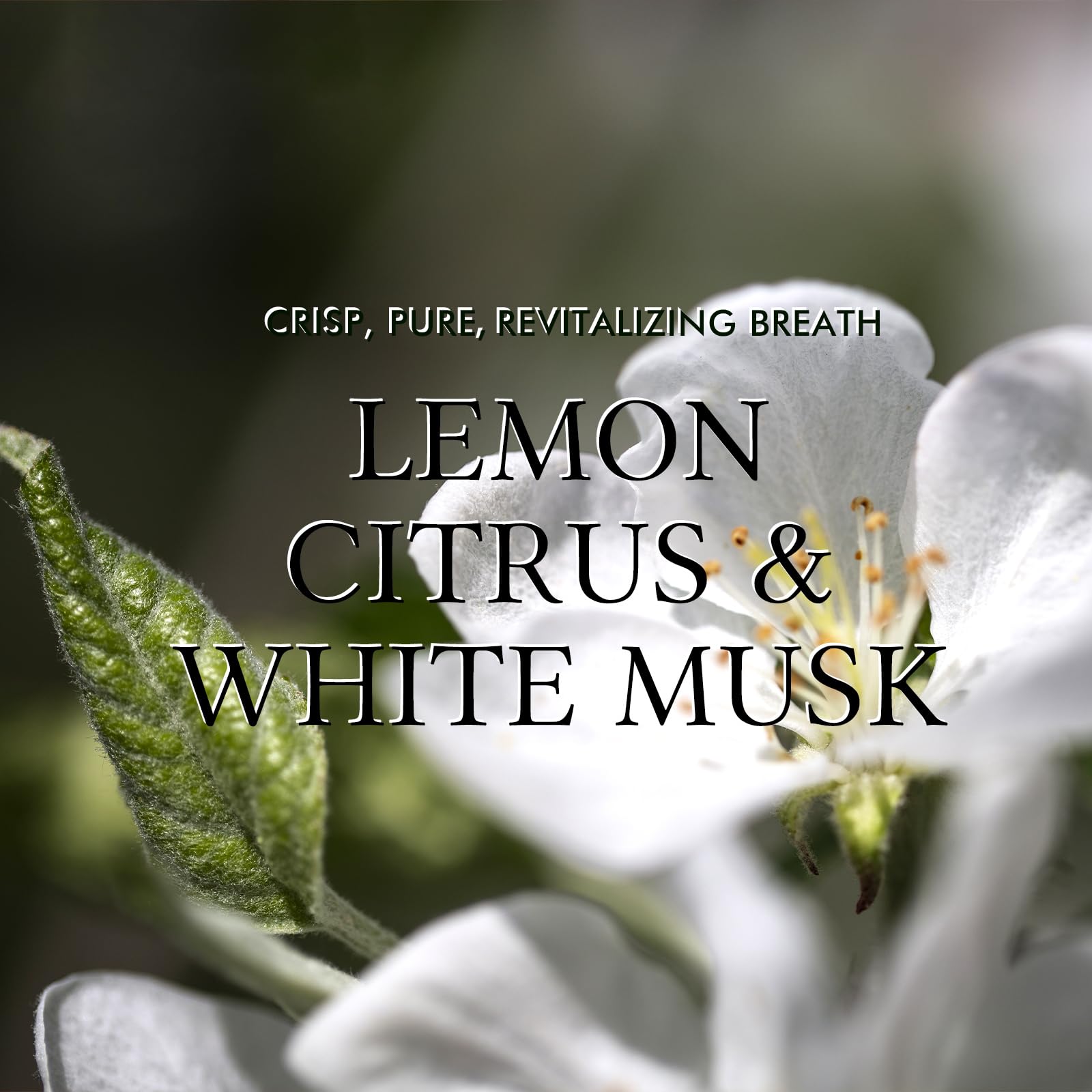 Scent Diffusers Aromatherapy