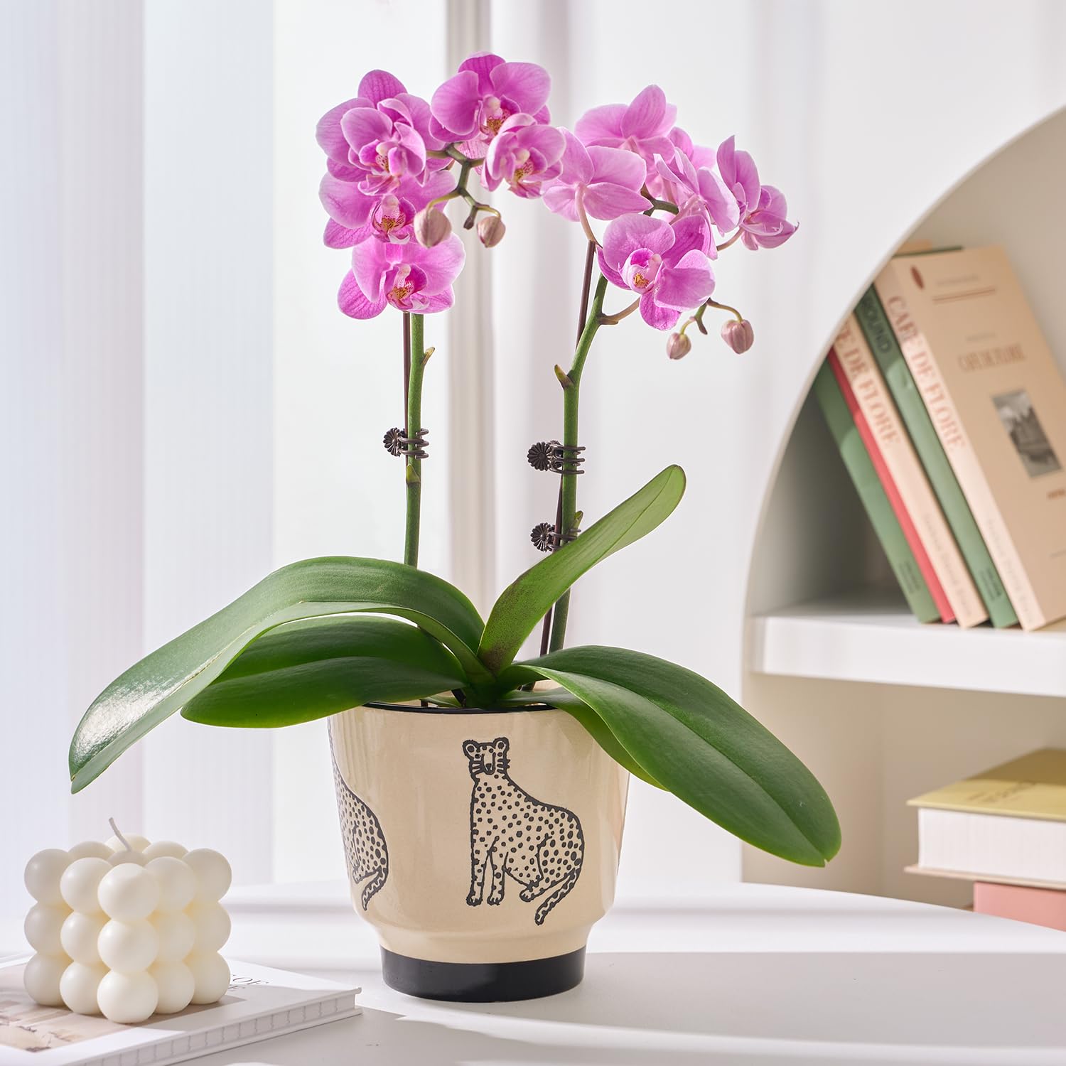 Ceramic Planters for Indoor Plants, Small Plant Pots with Drainage, Unique Decorative Cute Flower Pot Panthers Round Flowerpots 5 Inch