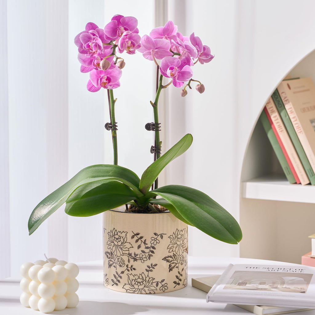 Ceramic Planters for Indoor Plants, Small Plant Pots with Drainage, Unique Decorative Cute Flower Pot Panthers Round Flowerpots 5 Inch