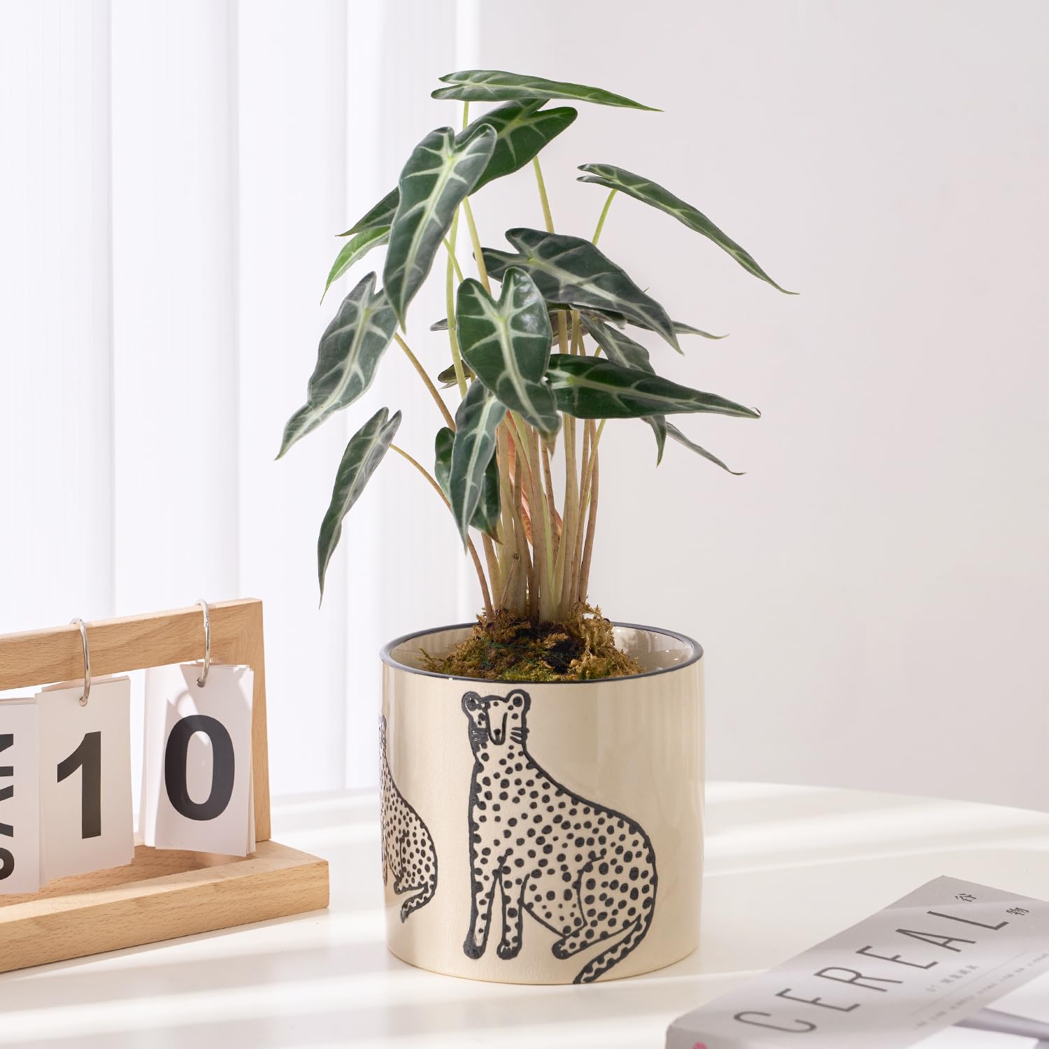 Ceramic Planters for Indoor Plants, Small Plant Pots with Drainage, Unique Decorative Cute Flower Pot Panthers Round Flowerpots 5 Inch