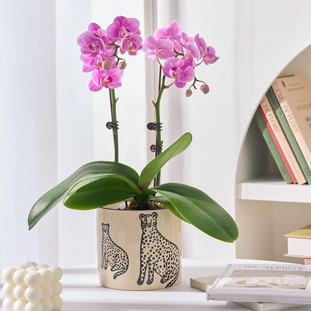 Ceramic Planters for Indoor Plants, Small Plant Pots with Drainage, Unique Decorative Cute Flower Pot Panthers Round Flowerpots 5 Inch