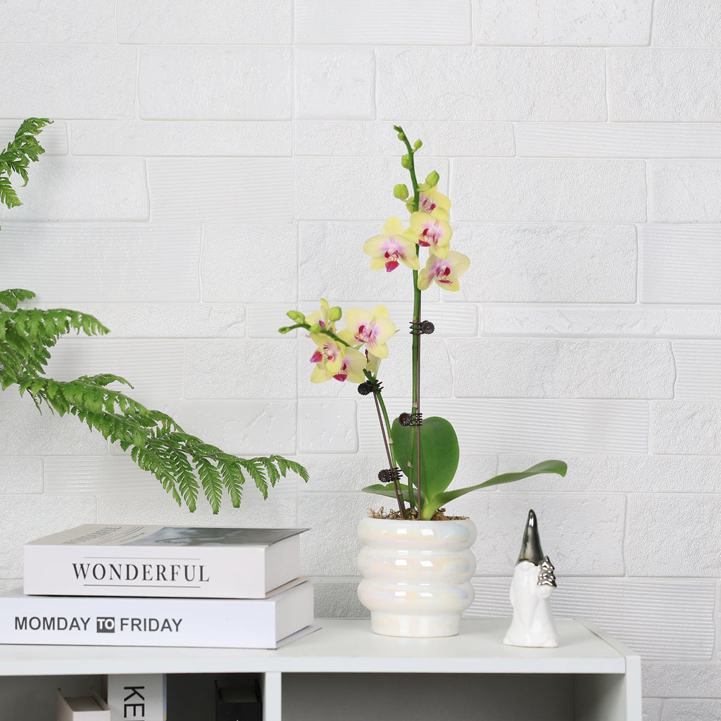 Ceramic Plant Pots for Indoor Plants, Rainbow Pearl Glaze Planter with Planters for Plants with Drainage Hole